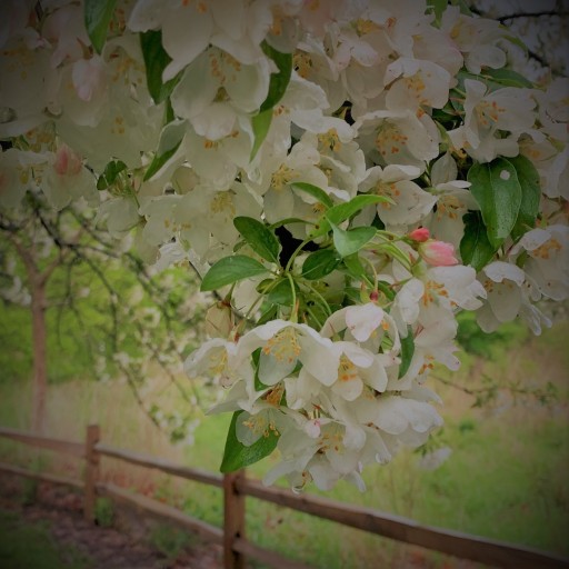 throughthemeadowflowers: