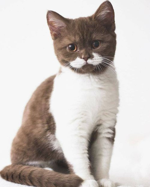 atraversso:Absolutely adorableby gringomoustachecat