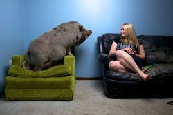 peterfromtexas:  Daisy Mae, a Vietnamese potbellied pig, lives as a pet with her owner Sarah Davis in St. Paul, Minnesota Photograph by Vincent J. Musi, National Geographic 