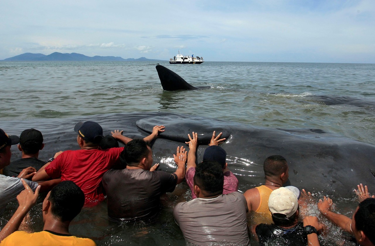 BALLENAS VARADAS. Oficiales de la Agencia de Conservación de la Naturaleza y activistas ambientales ayudan a reflotar diez cachalotes varados en Aceh Besar el 13 de noviembre de 2017. Cientos de personas que conocen la información transmitida por una...