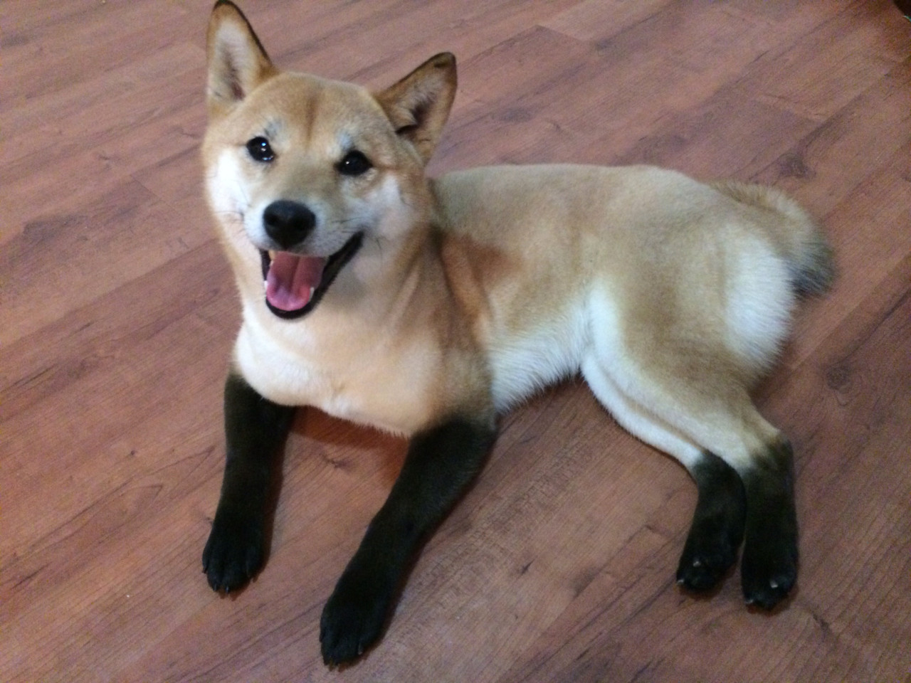 zoe-fuentes:  pacific-indigo:  Red Fox Shiba  IT LOOKS LIKE IT HAS SOCKS OMFG 