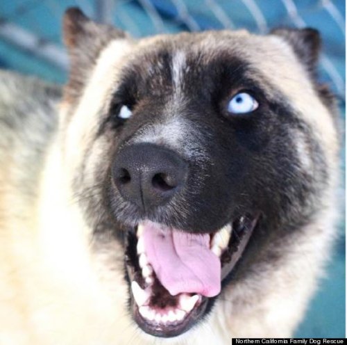 huffingtonpost:  Some adorable mutts to get you through your hump day.   Omg the spotted one!