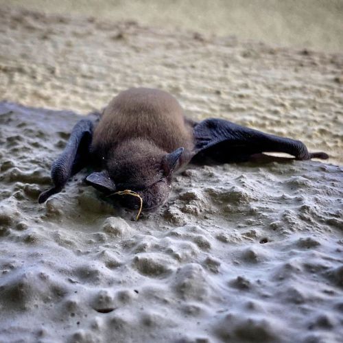 Batman after long and hard night :: #bat #relax #slepping #animals #animal #young #youngbat #shoton