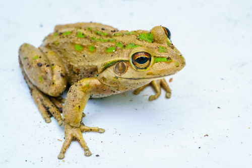 MOTORBIKE FROG(Litoria moorei)Collins, J. 2016. “Motorbike Frog”Also known as Moore