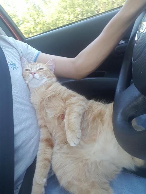 Sex awwww-cute:  my boy loves our car drives pictures