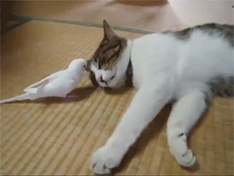 sizvideos:  Bird wakes his best friend…a cat! - Video 