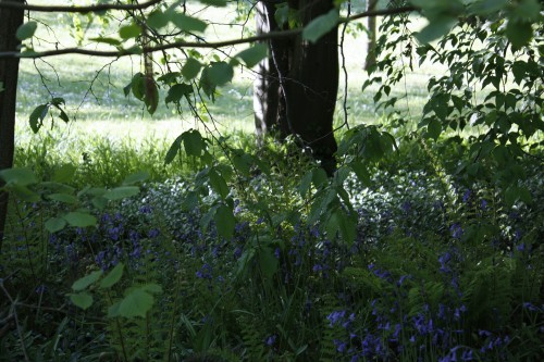 Some bluebells among the trees. Botanical garden, May 2016Tumblr | Instagram | Etsy Shop