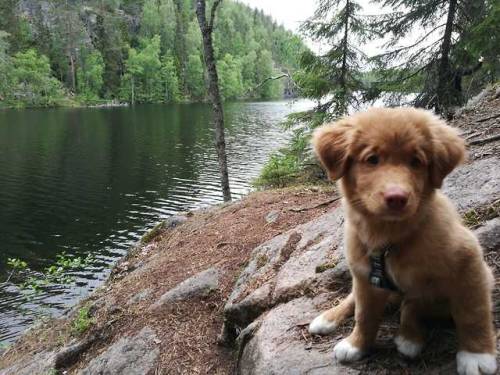 endless-puppies:  (Source)