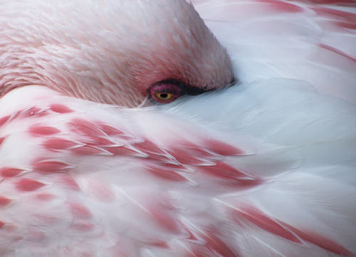 vurtual:Melancholy Flamingo(by John Trent)