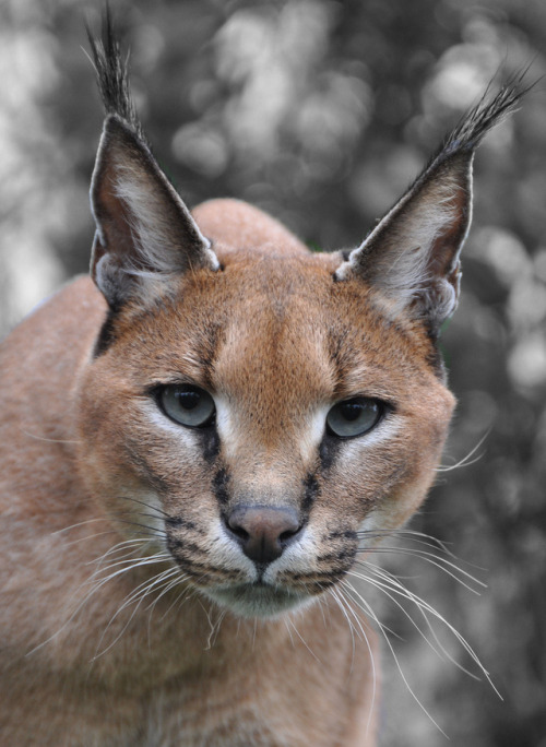 funkysafari:Caracal by Anthea Fishburn Photography Fonte funkysafari