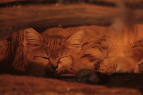 Sand Cat (Felis margarita)