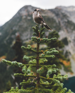 Brianstowell:  North Cascades National Park, Washington Instagram / Flickr / Lost