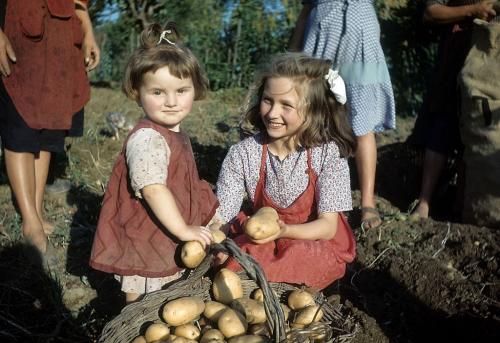 vintageeveryday:Little girls picking potatoes during the harvest in Perugia, Italy, 1948. Photograph