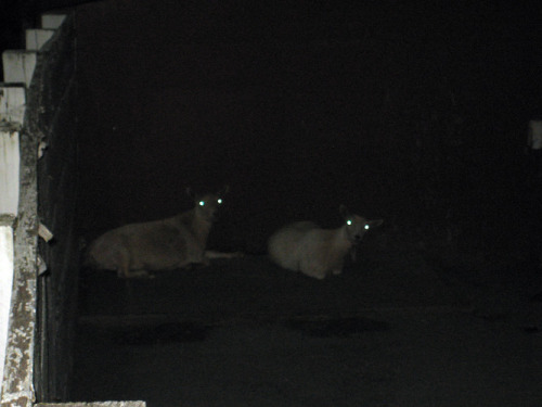 i-am-an-adult-i-swear: sixpenceee: Night Security at a Zoo by reddit user SeasideConflux This w