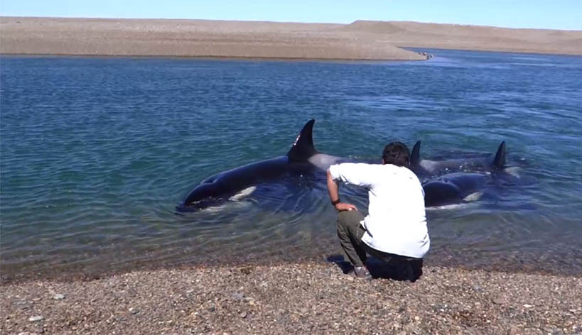 AMIGAS CERCANAS. El guardafauna Roberto Raffa logró filmar a un grupo de orcas bajo el agua en la reserva de Caleta Valdés.