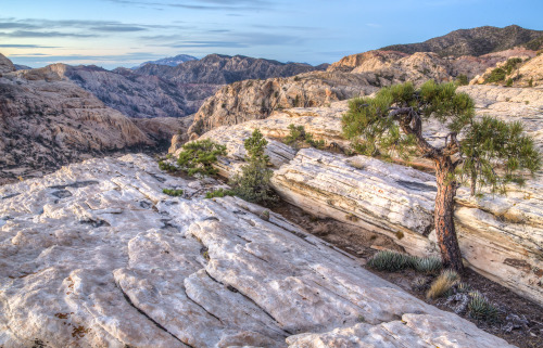 mypubliclands:  Ending the day with new photos of Red Rock Canyon National Conservation Area and wilderness within the stunning desert landscape – by Bob Wick, BLM.  The grey limestone of the La Madre Peaks Wilderness contrasts beautifully with the