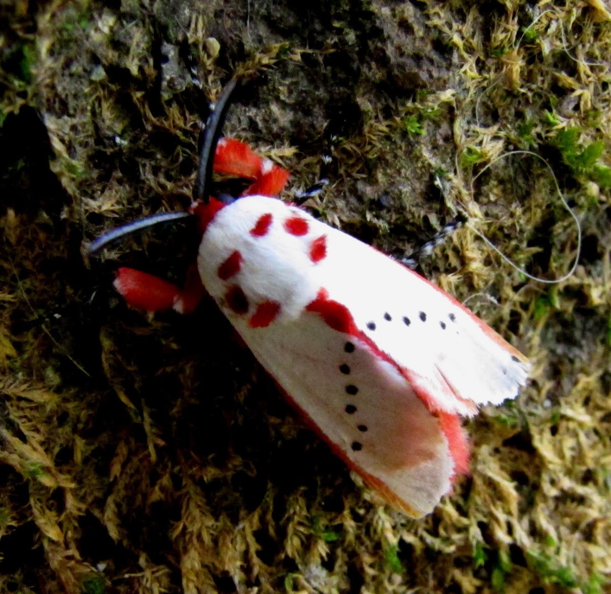 dancinghare:  cool-critters:Peppermint moth (Trosia nigropunctigera)The Peppermint