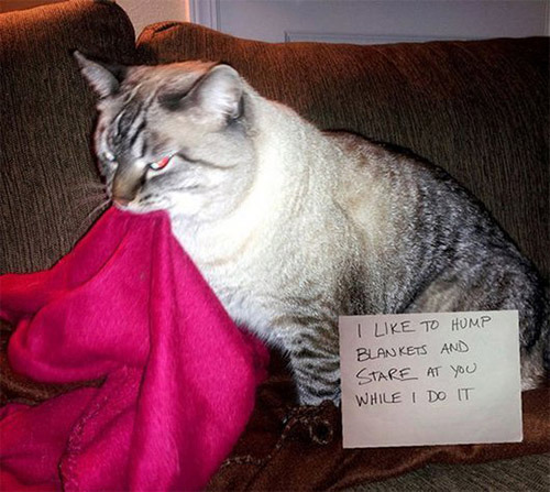 spyderqueen:dansbunk:handbuiltbyrob0ts:[x]aRE YOU KIDDING YOU MISSED THE BEST ONEI love Cat Shaming 