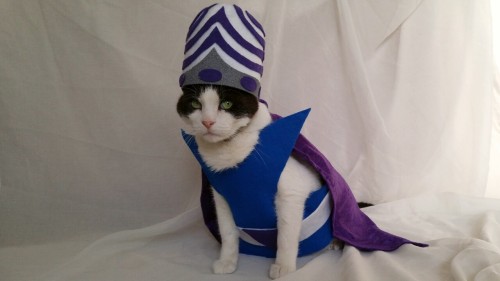 cat-cosplay:timeywimeyjedi:Cosmo’s 2015 Halloween costume “Now, if you’ll excuse me, I, Mojo Jojo, h