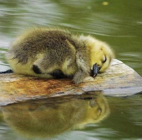 duckling!