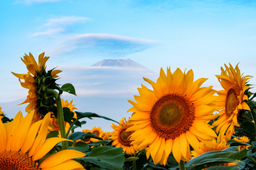 expressions-of-nature:  Mount Fuji, Japan by Shinichiro Saka