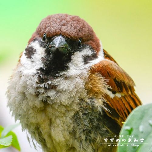 もう雨の季節？ すぐに晴れるさ【キャンバスタイプ】 スズメ物語「あした、どこかで。again 〜いのちの詩〜」次の季節へ【キャンバスタイプ】#ちゅん活 #スズメ #sparrow #写真 #p