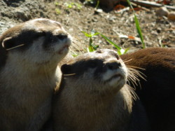 dailyotter:  Something Has Caught Otters’ Attention Thanks, Emily!  Otters have squashed-cat faces.