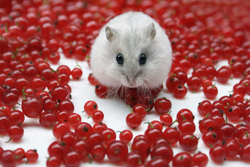 Mitza with redcurrant berries by Dragan* on Flickr.