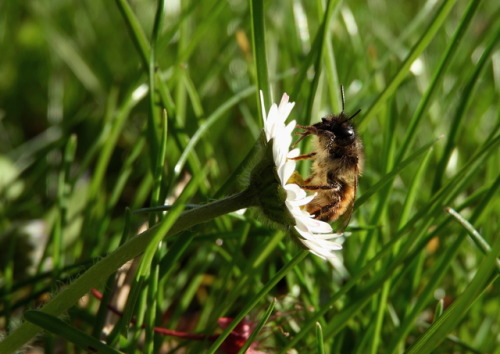 Bee Photo Shoot |