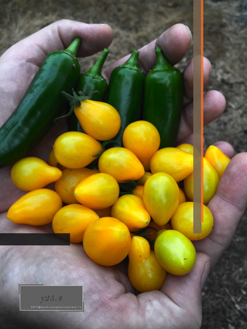 [y25.4] yellow green
yyy