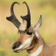 pronghornantelope