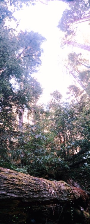 big basin