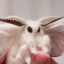 xori-the-moth
