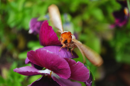 megarah-moon: One more post! I’m finally finding cool moths so I must spam you! Drexel&rs