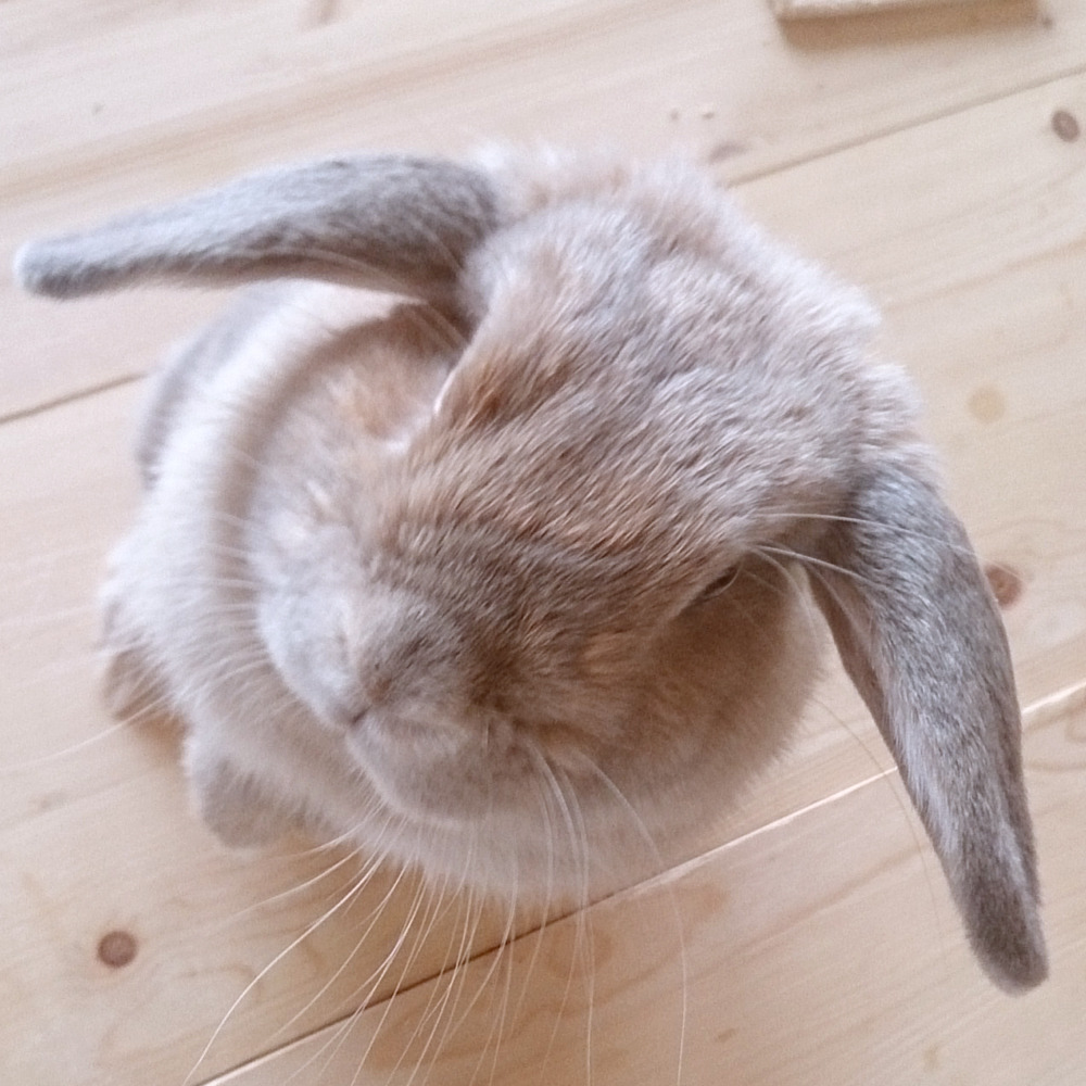 lop-cocoa:  Apr, 8, 2015