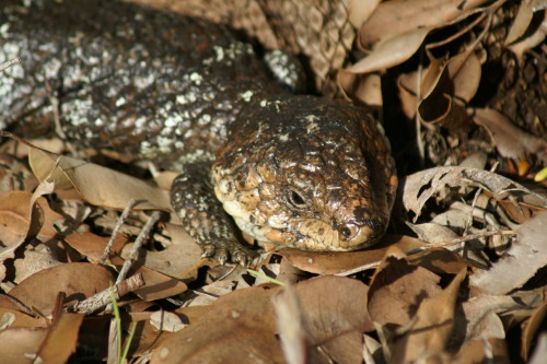 bobtail lizard, margaret river