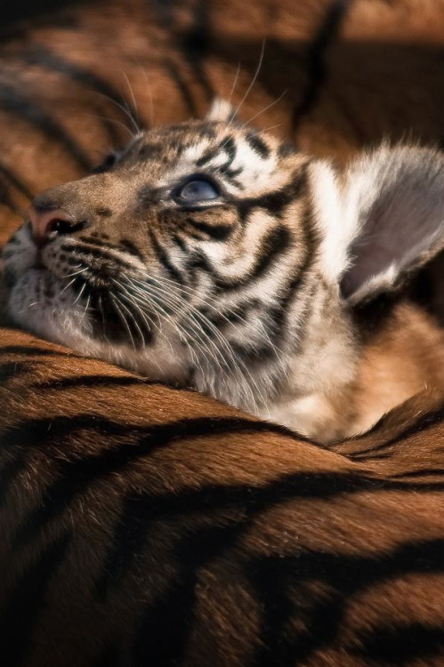 r2–d2:  Little Tiger by (Blitzknips) 