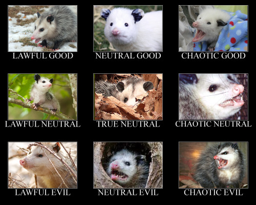 opossummypossum:opossum alignments.