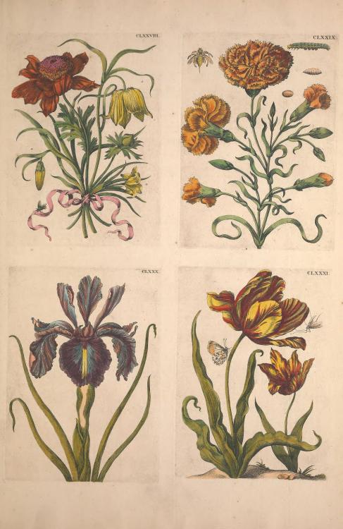 smithsonianlibraries:The New York Time recently wrote about one of our faves, Maria Sibylla Merian (