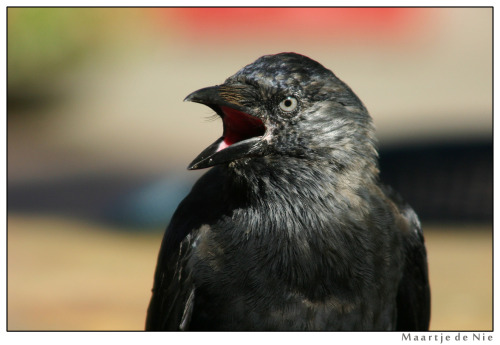 Western Jackdaw