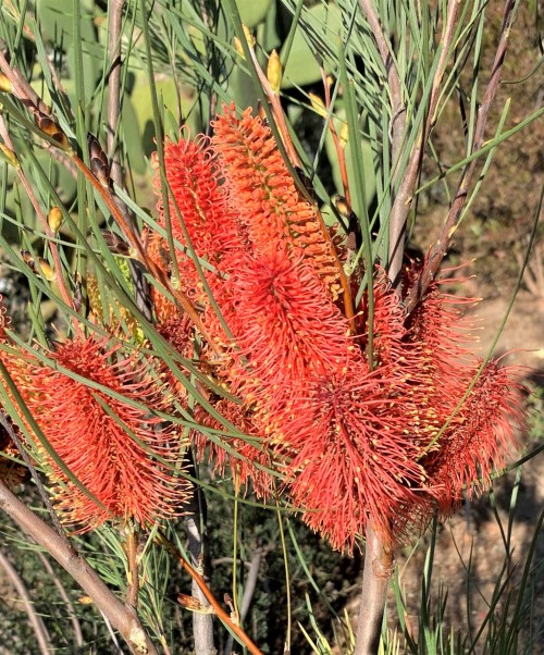 Hakea bucculentaThis shrub in the Protea Family comes from north of Perth on the west coast of Weste
