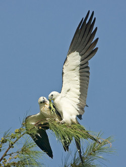 peregrineinastoop:  Swallow-tailed Kites