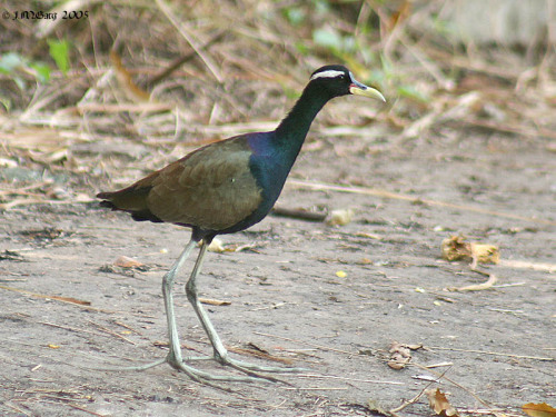 Bronze-winged Jacana (Metopidius indicus)…the sole member of the genus Metopidius, the bronze-winged jacana is a species of jacana (Jacanidae) that is native to India and parts of southeastern Asia including Indonesia. Like other members of the...