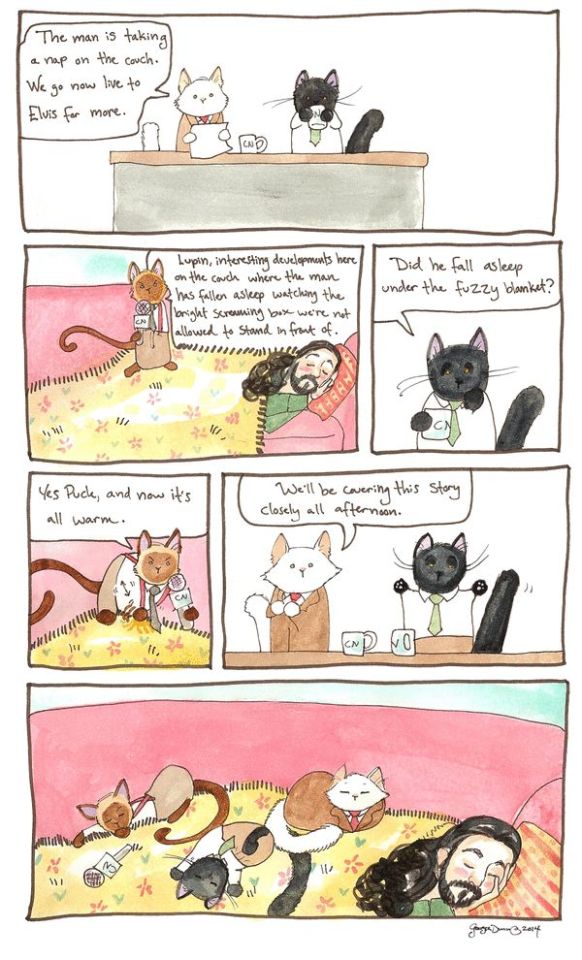 Breaking Cat News