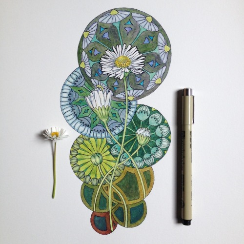 noelbadgespugh:  2012 daisy