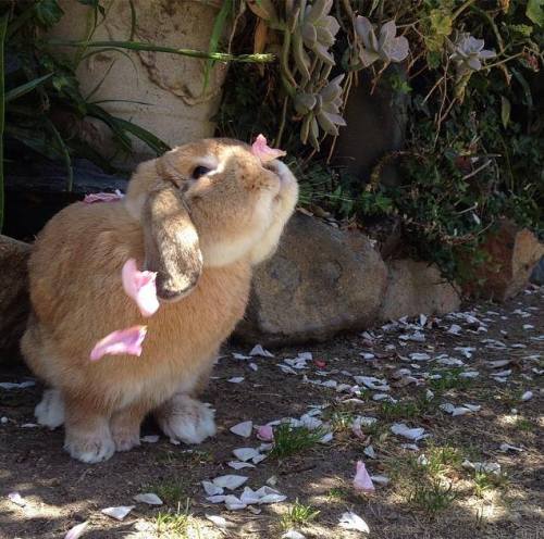 stelleamezzogiorno:  Bunnies love flowers 🌼 