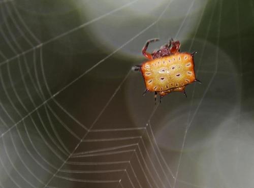 onenicebugperday:Biscuit boxkite, Isoxya tabulata, Araneidae (orbweavers)Found throughout southeaste