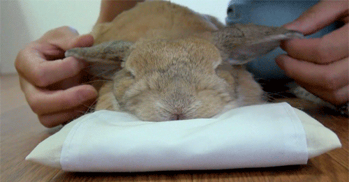princess-peachie:  Bunny massage | [X] - adult photos
