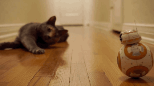 gifsboom:  Mochi the Cat Meets BB8 from Star Wars: The Force Awakens. [video][Scott