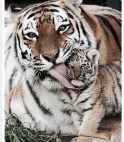 thehouseofhippies:  Save the tigers.